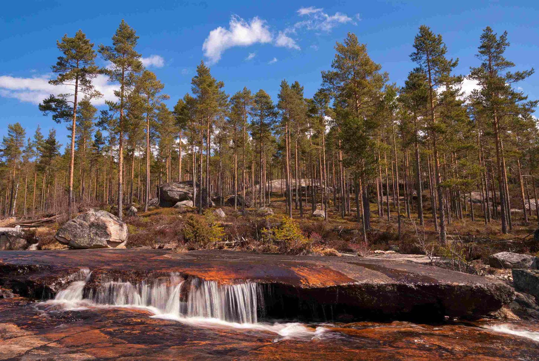 Rolig skogsområde i Nissedal med små fossefall over rødlige svaberg, omgitt av furutrær og blå himmel.