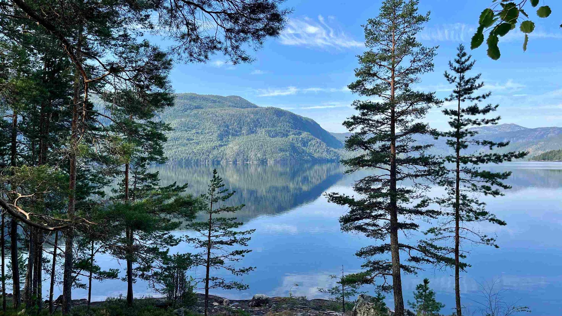 Speilblankt vann sett gjennom furutrær, med fjell i bakgrunnen – fredelig utsikt over Seljordsvatnet.
