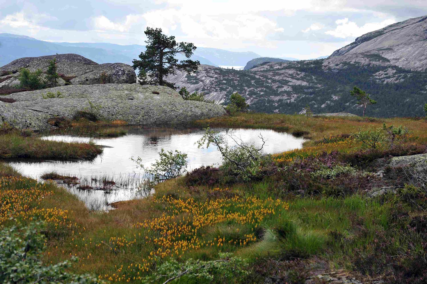 Lite fjellvann omgitt av lyng og fargerike fjellplanter i Vrådal, med fjellformasjoner i bakgrunnen.